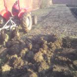 Tom ploughing up the first furrow in the walled garden ready to plant the first vines.